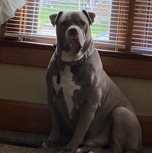 Meet your Posher, Damon tracie